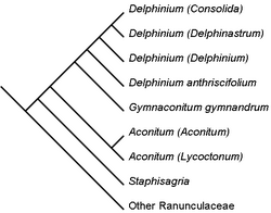 Subgenera of Delphinium and related taxa