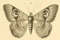 Cyligramma limacina, an illustration from Félix Édouard Guérin-Méneville's Iconographie du Règne Animal de G. Cuvier 1829–1844
