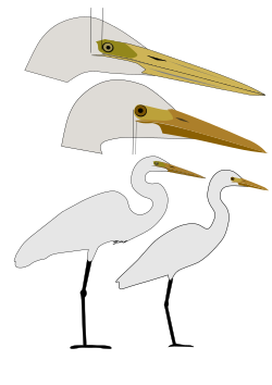 Sketch comparing gapes of intermediate and great egrets