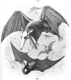 Newman's marsupial pterosaurs