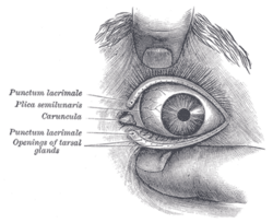 The plica semilunaris of conjunctiva is a vestigial remnant of a nictitating membrane in humans.