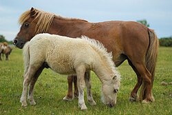 Shetland pony with foal in New Forest District, Hampshire