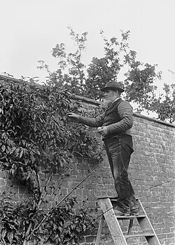 Gardener on a stepladder collecting fruit c.1910