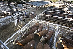 A cattle yard in Buenos Aires.