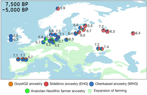 Residual genetic ancestry of European hunter-gatherers during the European Neolithic, between 7.5 ka and 5 ka BP (c. 5,500~3,000 BC)