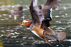 Male flying in Dublin, Ireland