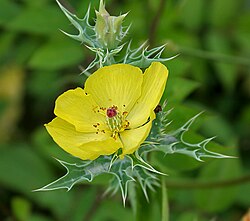 Mexican prickly poppy (Argemone mexicana)