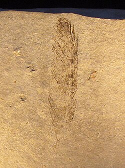 The single feather