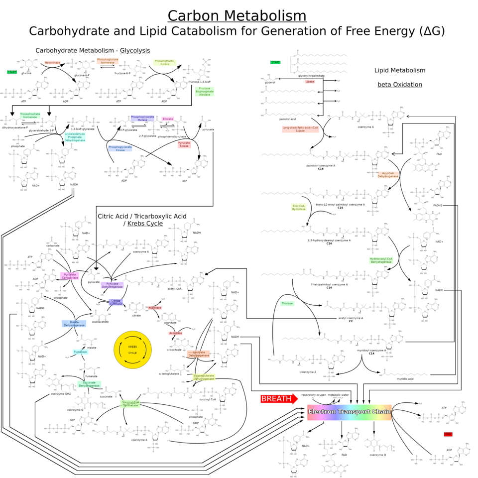 Carbon Catabolism pathway map for free energy including carbohydrate and lipid sources of energy