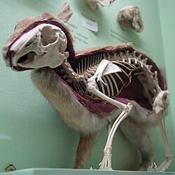 Skeleton of the rabbit