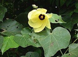 Sea hibiscus, Hibiscus tiliaceus, designated personal imperial emblem of Kako