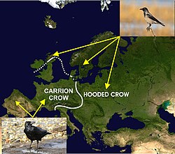 A map of Europe indicating the distribution of the carrion and hooded crows on either side of a contact zone (white line) separating the two species