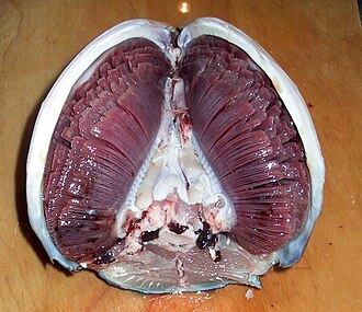 Fig. 8. Gills of tuna showing filaments and lamellae