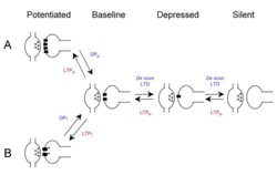 A model for the mechanisms of depotentiation and de novo LTD