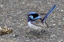 A superb fairywren.