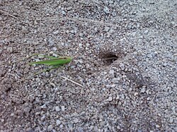 Katydid paralysed by a Sphecid wasp, and left outside the tunnel while the wasp performs a final inspection of the interior.[1]