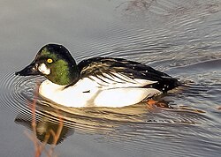 The Common goldeneye, a diving duck, lives on fish