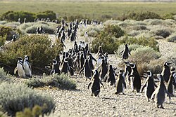 Magellanic penguins at the Strait of Magellan near the archaeological site of Nombre de Jesús