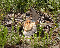 A killdeer plover, distracting a predator from its nest by feigning a broken wing