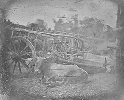 The earliest known photograph of a living animal (excluding humans). This daguerreotype was taken by French photographer Joseph-Philibert Girault de Prangey while visiting Rome between April and July 1842.[63]