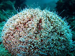 The flower urchin is a dangerous, potentially lethally venomous species.