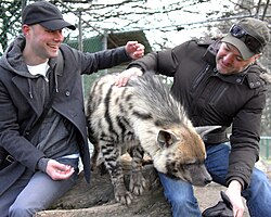 A tame striped hyena.
