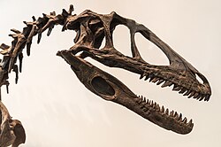 Reconstructed skull and neck, Royal Ontario Museum