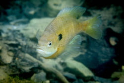 Bluegill sunfish (Lepomis macrochirus) have a sneak-guarder dynamic.[14]