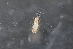 First instar- small and white