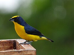 Euphonias, like this thick-billed euphonia, were once treated as tanagers instead of finches.