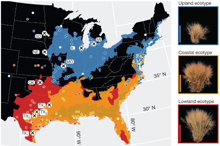 Panicum virgatum ecotypes and their distribution in the United States of America[6]