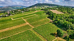Aerial view of a vineyard in Burgundy in France
