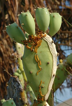 Cactoblastis cactorum larvae feeding on Opuntia prickly pear cacti