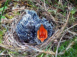 A chick of the common cuckoo in the nest of a tree pipit
