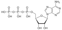 Skeletal formula of adenosine triphosphate
