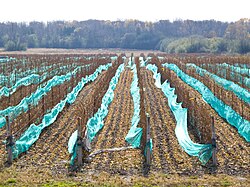 Vineyard, Prince Edward County