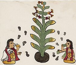 Codex Tudela f. 69r detail