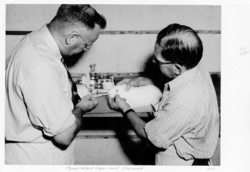 Myxomatosis control trial, 1952