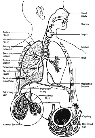 Fig. 1. Respiratory system