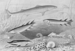 Devonian fishes, including an early shark Cladoselache, Eusthenopteron and other lobe-finned fishes, and the placoderm Bothriolepis (Joseph Smit, 1905).