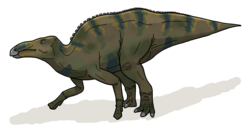 Shantungosaurus was a flat-headed, crestless hadrosaurid dinosaur that lived in East Asia during the Late Cretaceous period. It is the largest known non-sauropod herbivorous dinosaur in the world, with a body size that even exceeded that of large carnivorous dinosaurs such as Tyrannosaurus and Spinosaurus