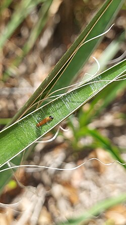 Larva of a yucca giant-skipper butterfly on a yucca leaf in Florida
