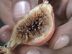 Cross section of a Ficus glomerata (fig) fruit showing the syconium with pollinating fig wasps inside.