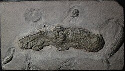 Pyritized fossil of Vampyronassa rhodanica, a vampyromorphid from the Lower Callovian (165.3 million years ago)