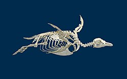 Skeleton of a Magellanic penguin