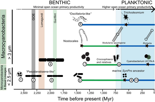 Timing and trends in cell diameter, loss of filamentous forms and habitat preference within cyanobacteria Based on data: nodes (1–10) and stars representing common ancestors from Sánchez-Baracaldo et al., 2015,[45] timing of the Great Oxidation Event (GOE),[215] the Lomagundi-Jatuli Excursion,[216] and Gunflint formation.[217] Green lines represent freshwater lineages and blue lines represent marine lineages are based on Bayesian inference of character evolution (stochastic character mapping analyses).[45] Taxa are not drawn to scale – those with smaller cell diameters are at the bottom and larger at the top
