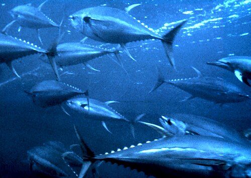 Fish, like these yellowfin tuna, use many different mechanisms to propel themselves through water