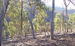 Australian eucalyptus forest in a state of regeneration
