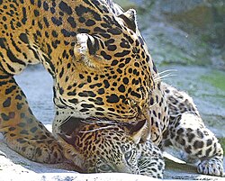 Female jaguar picking up her cub