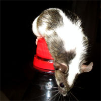 Fancy mice may be of colours and/or have markings not found in wild mice